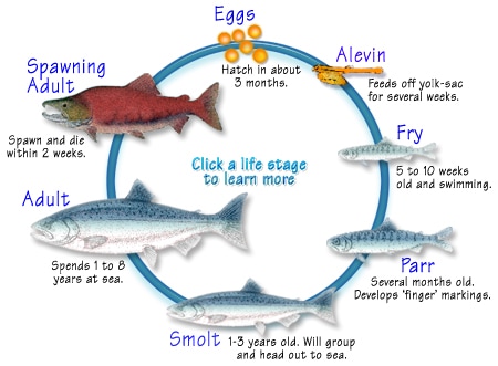 Life Cycle Of Salmon Band 9 Ielts Report Sample Ielts Practiceorg Images